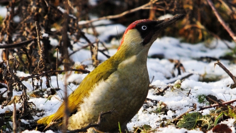 Green woodpecker c. Amy Lewis