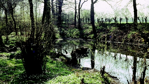 Hogswood covert nature reserve