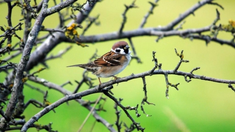 Tree sparrow c. Amy Lewis
