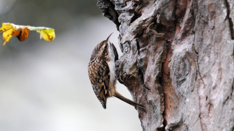 Treecreeper c. Amy Lewis