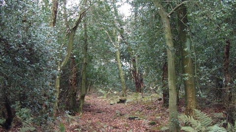 Limekiln Wood Autumn c. Sue Tatman