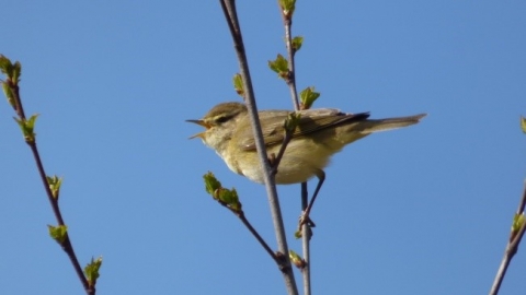 Willow warbler