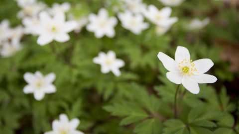 Wood anemone c. Mark Hamblin/2020VISION