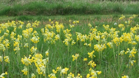 Cowslips