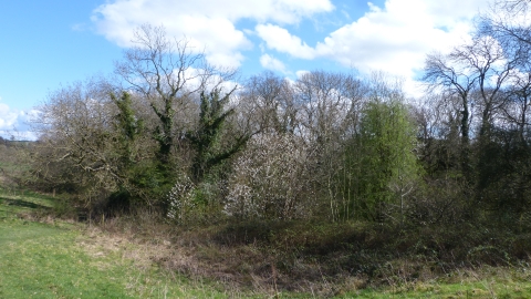 Ancient Woodland at Hunter's Wood c. Claire Huxley