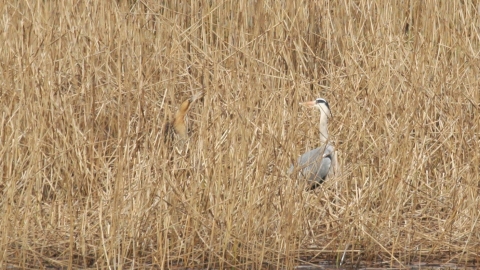 Bittern and Grey Heron at Marbury Reedbed c. Austin Morley