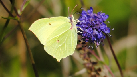 Brimstone butterfly c. Amy Lewis