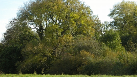 Hunter's Wood