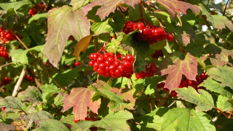 Viburnum berries