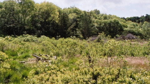 Holcroft Moss Nature Reserve