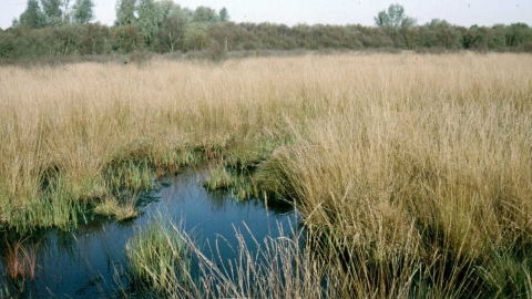 Holcroft Moss Nature Reserve