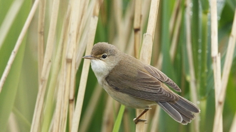 Reed warbler c. Sean Browne