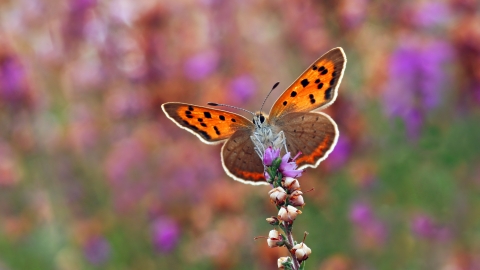 New Ferry Butterfly Park c. Matt Berry