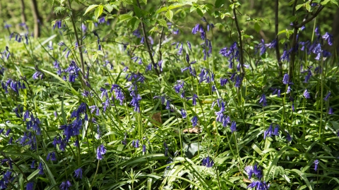 Bluebells at Owley Wood c. Victoria Kirby
