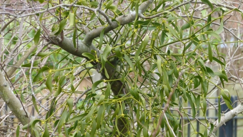 Mistletoe c. Claire Huxley