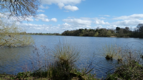 Marbury Reedbed c. Claire Huxley