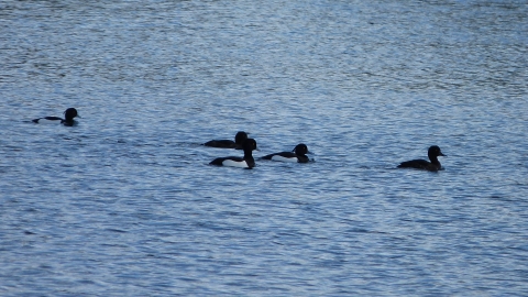 Diving ducks c. Claire Huxley