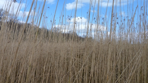 Marbury Reedbed c. Claire Huxley