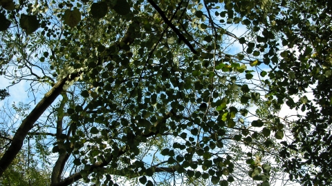 Trees at Warburton's Wood