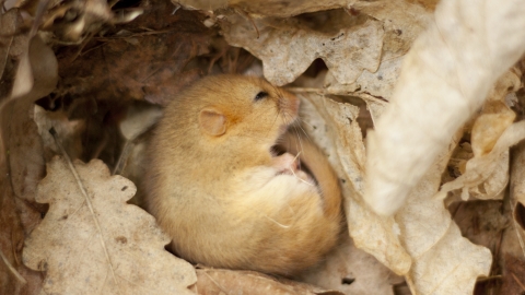 Dormouse c. Tom Marshall