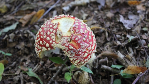 Fly agaric at Warburton's Wood