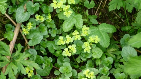 Wood sorrel at Warburton's Wood c. Claire Huxley