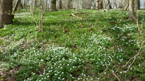 Wood anemone at Warburton's Wood c. Claire Huxley