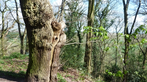 Warburton's Wood c. Claire Huxley