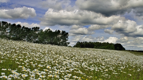 Pickering's Scrape pasture
