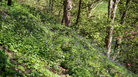 Poors Wood Bluebells c. Victoria Kirby