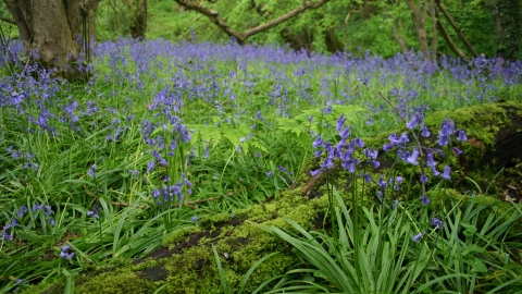 Bluebells Poors Wood