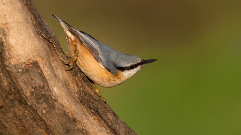 Nuthatch c. Paul Bunyard