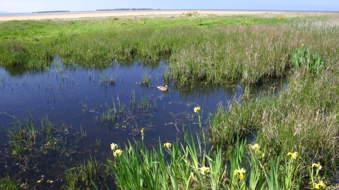 Red Rocks Marsh Nature Reserve c. Paul Clarke