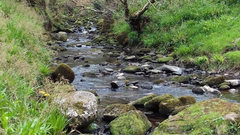 Upper Dane River
