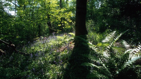 Warburton's Wood