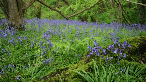 Bluebells at Warburton's Wood