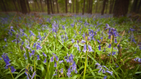 Bluebells c. Neil Aldridge