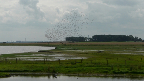 Pickering's Scrape