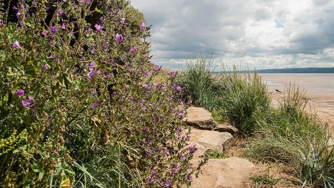 Red Rocks Marsh Nature Reserve c. Carl Skepper