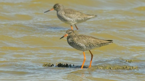 Redshank c. Derek Moore