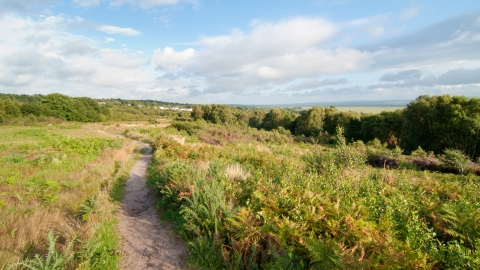 Cleaver Heath Nature Reserve