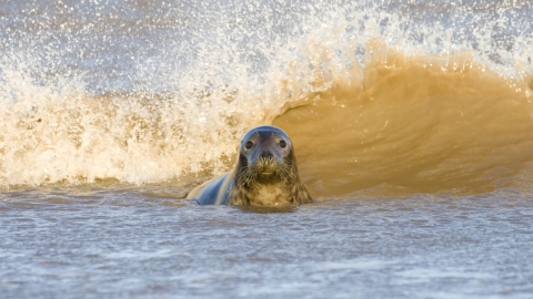Grey Seal