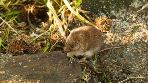 Field vole c. Bob Coyle