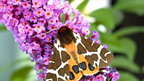 Moth