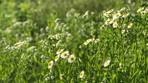 Wildflower grass