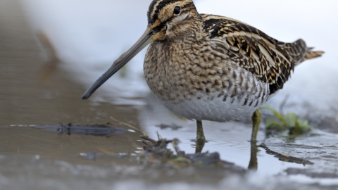 A photograph of a Snipe