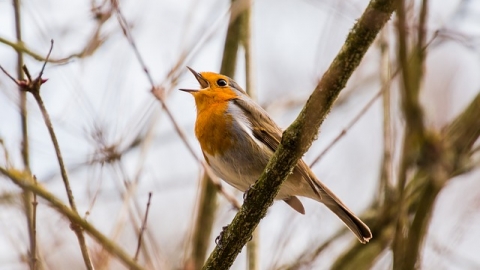a singing Robin