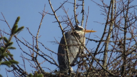 Heron nesting