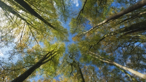 looking up through the trees