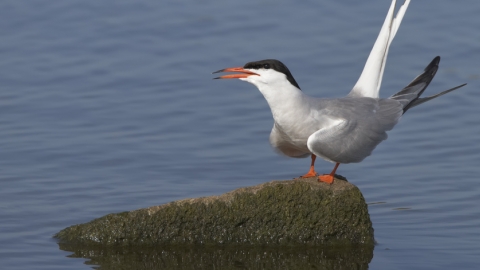 Common Tern